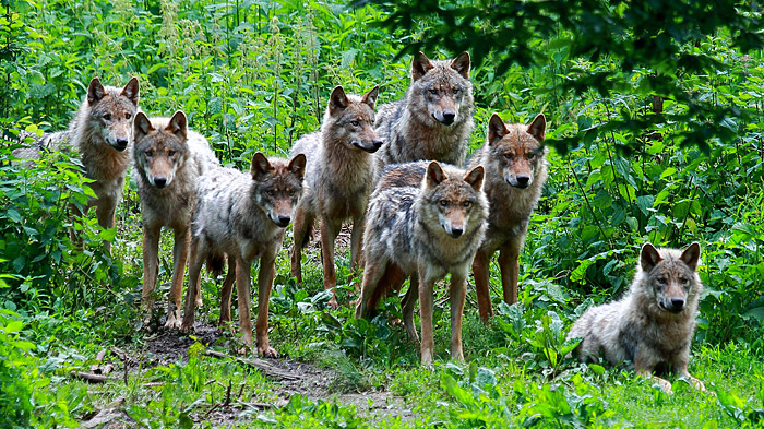 Wildbach Tambach Wildbach Tambach